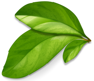 plant leaf